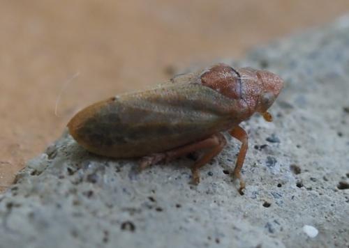 Réf. 266 844 : Tettigometra impressopunctata